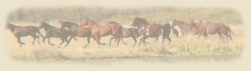 Beautiful Running Horses, We Also Cary Metal Horse Art Work